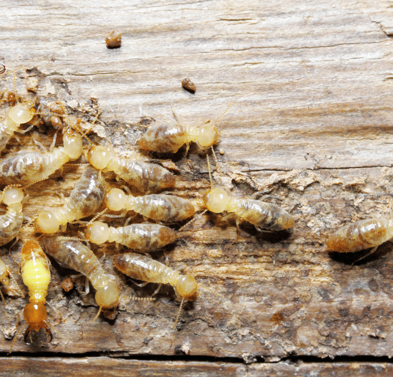 Termite Control: How to Get Rid of Termites Effectively