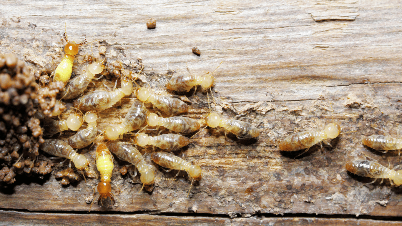 Termite Control: How to Get Rid of Termites Effectively