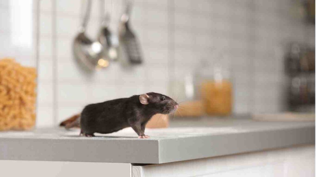 The Most Common Household Pests Found in Fresno, CA - rodents