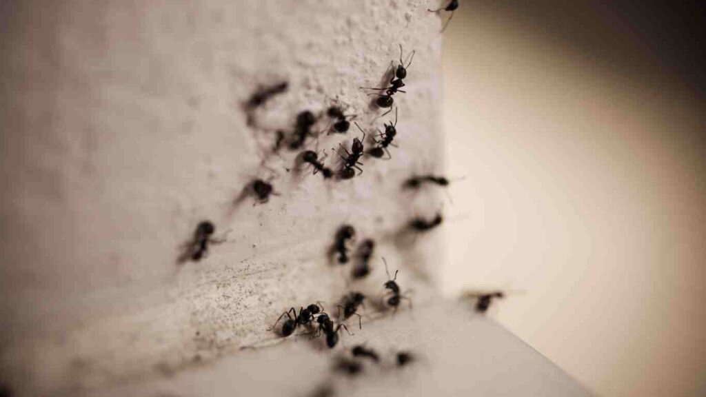 The Most Common Household Pests Found in Fresno, CA - ants