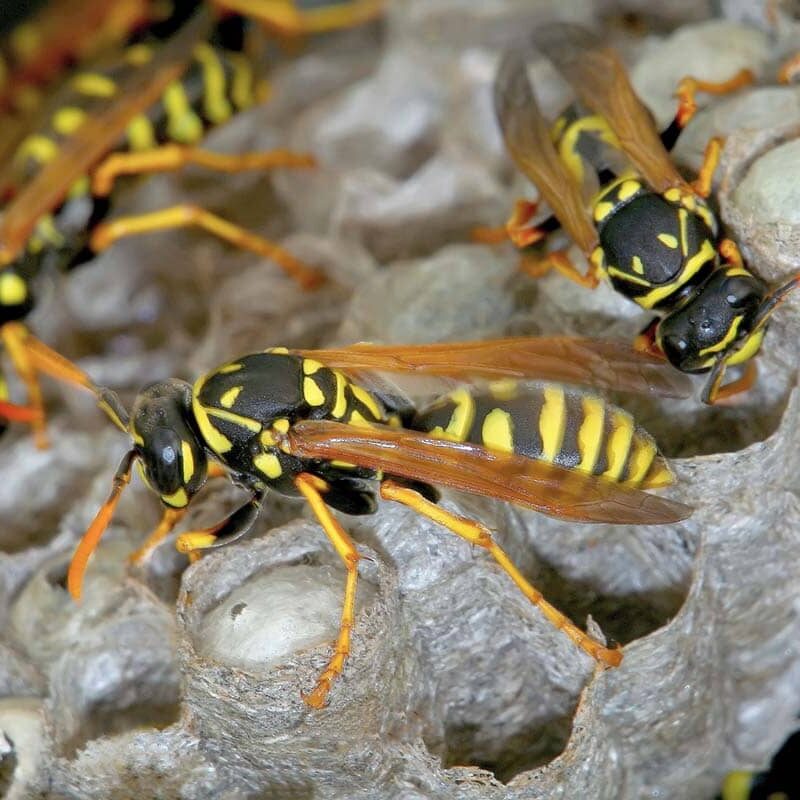 Things You Need to Know About Wasp Control in Sacramento