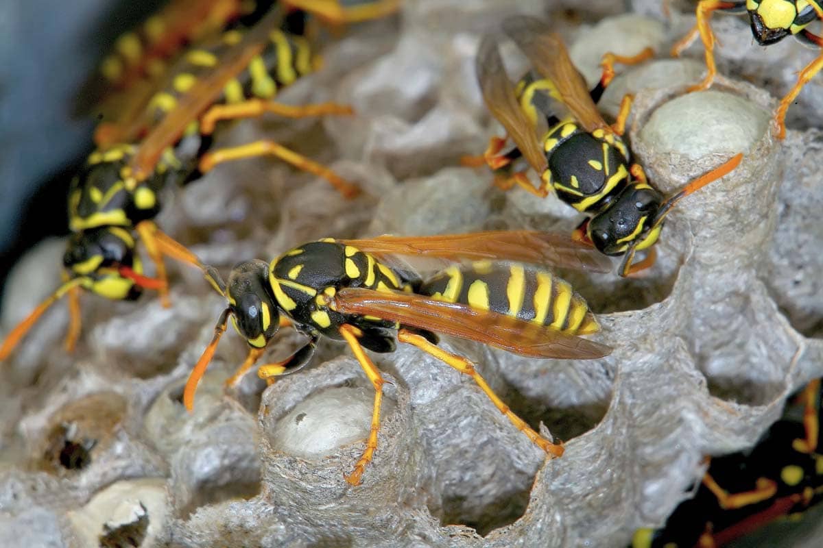 6 Things You Need to Know About Wasp Control in Sacramento