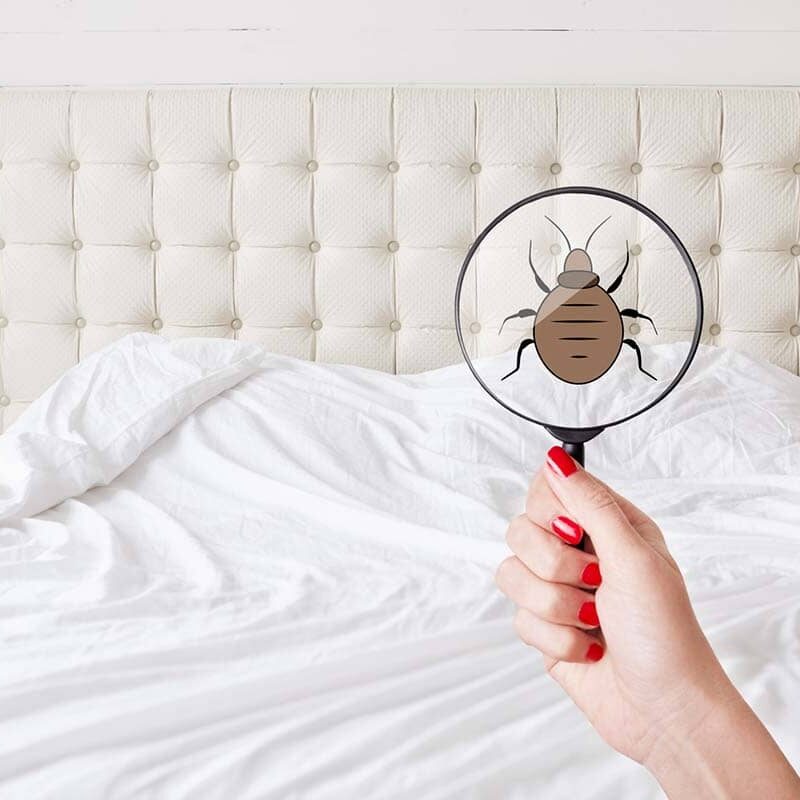 Tips for Preventing a Bed Bug Infestation