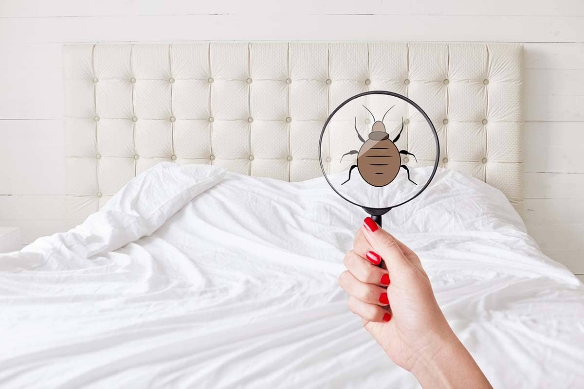 7 Critical Tips for Preventing a Bed Bug Infestation