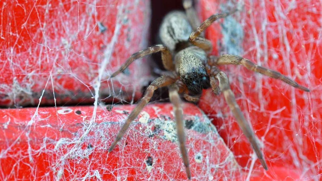 Why Are There So Many Spiders In My House During the Summer - Spiders Looking for Food