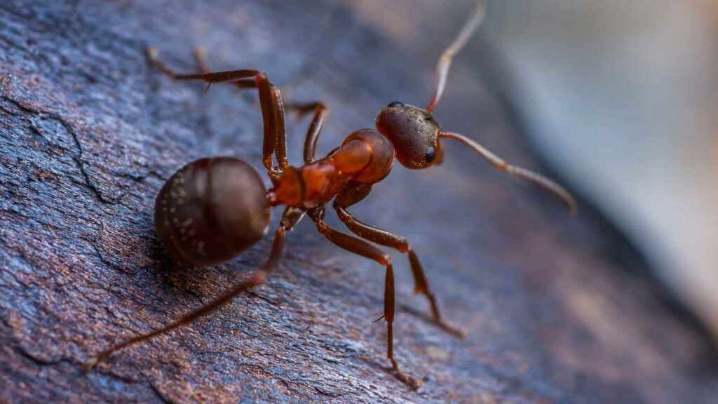 Ant Types Found In Sacramento