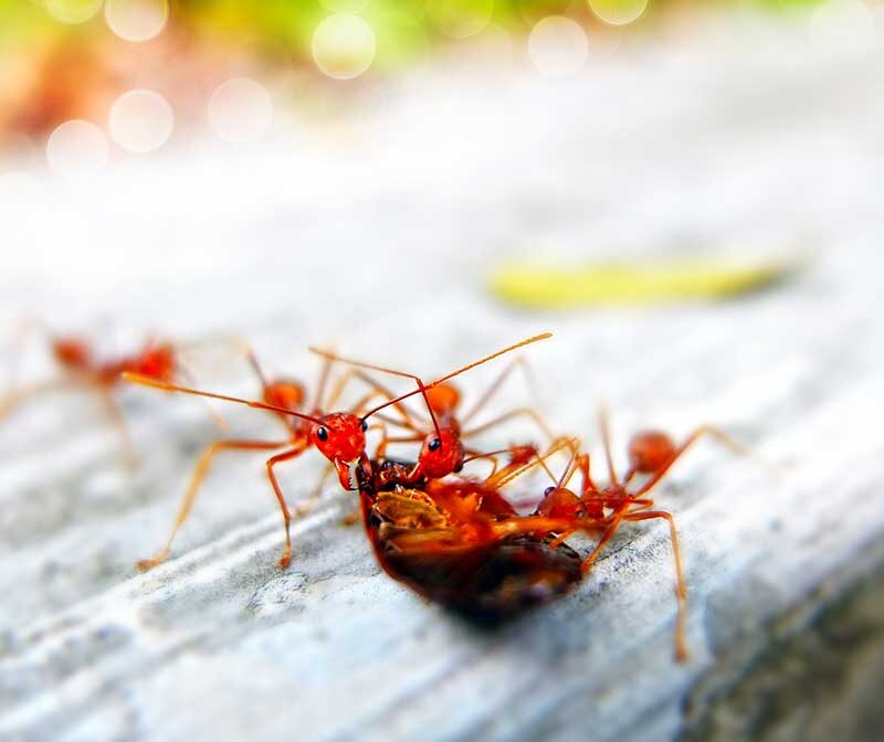 Different Types Of Ants In Sacramento | Ant Control Service