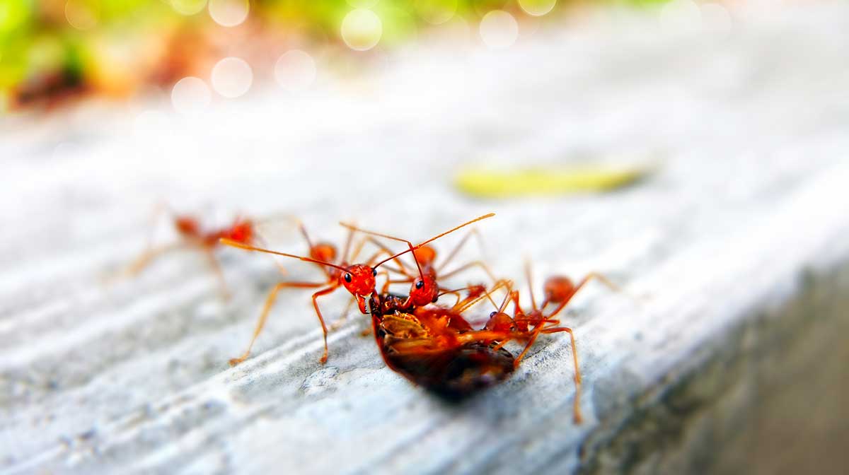 Different Types Of Ants In Sacramento | Ant Control Service