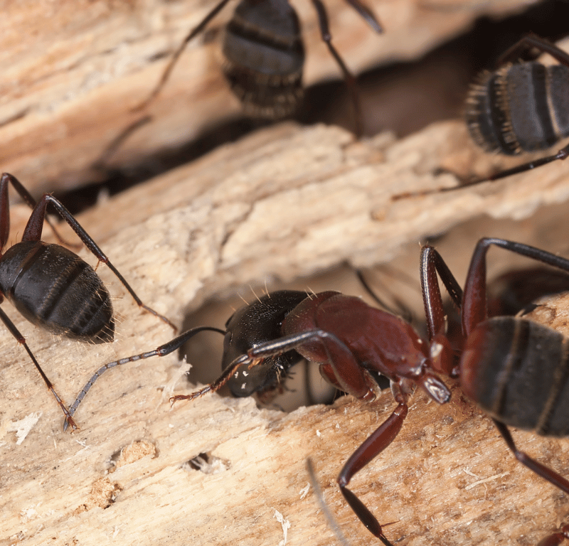 How To Get Rid Of Carpenter Ants For Good