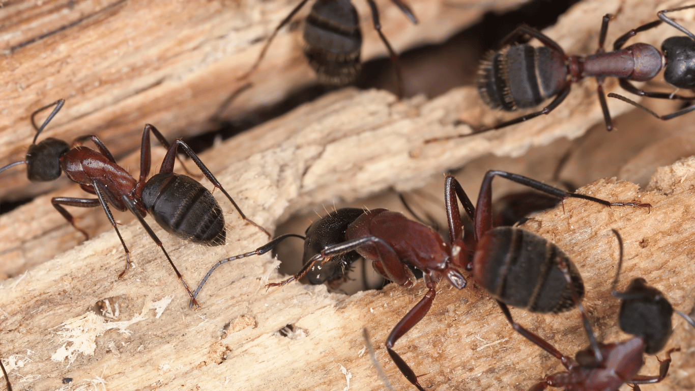 How To Get Rid Of Carpenter Ants For Good?