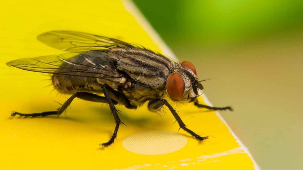 Interesting Facts About Bugs and Pests Houseflies 