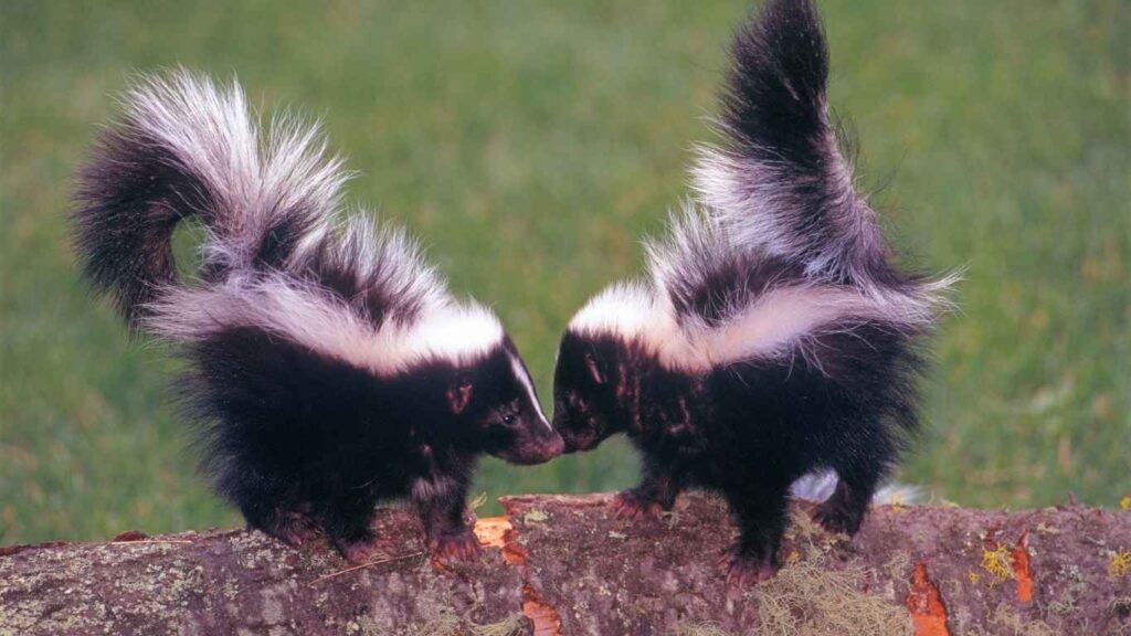 Interesting Facts About Bugs and Pests Skunks