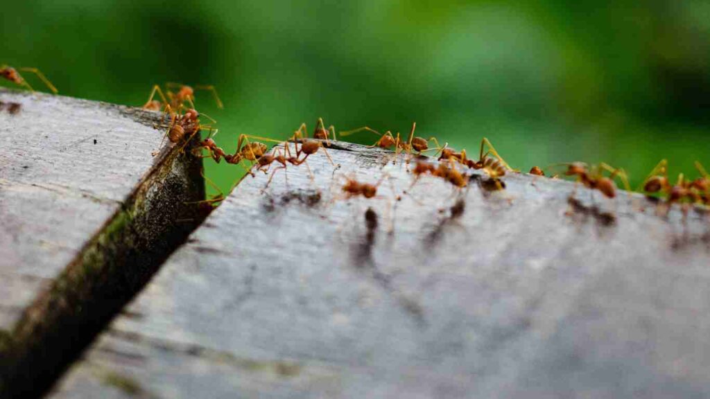 Other Ant Types Found In Sacramento