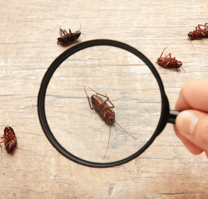 Pest Control Tips to Keep Critters Out of Your Home