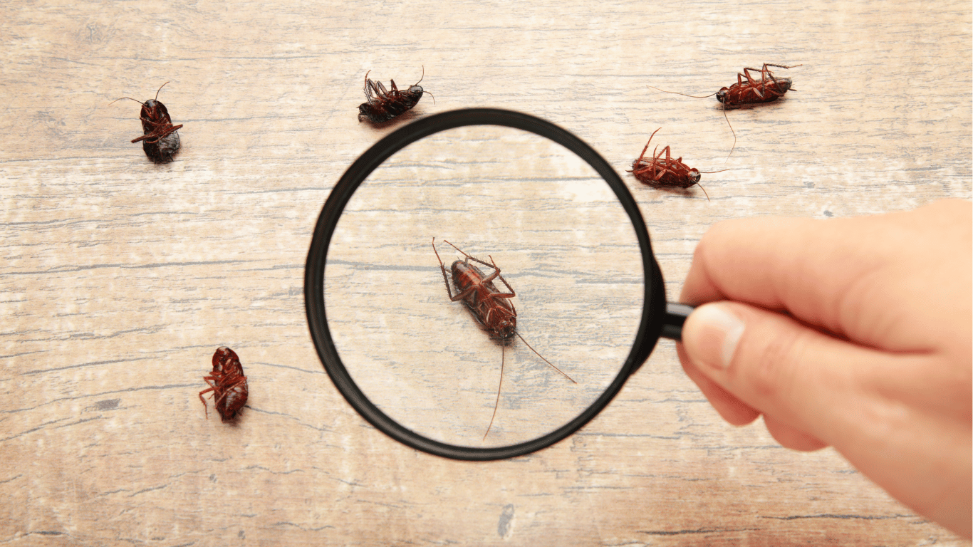 7 Pest Control Tips to Keep Critters Out of Your Home