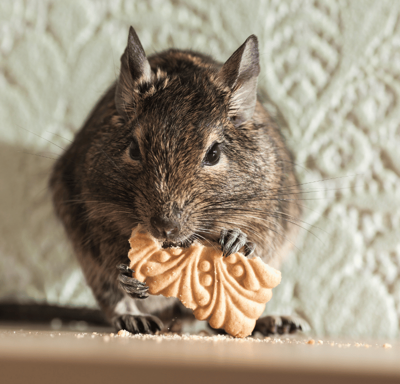 Rodent Removal Services In Sacramento CA
