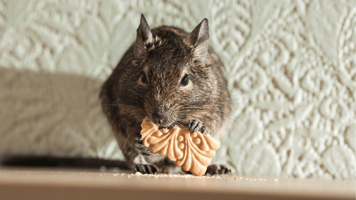 Rodent Removal Services In Sacramento, CA