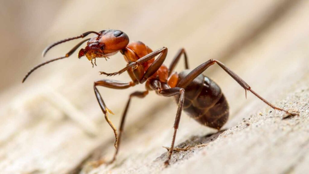 What Are The Different Types Of Ants in Sacramento