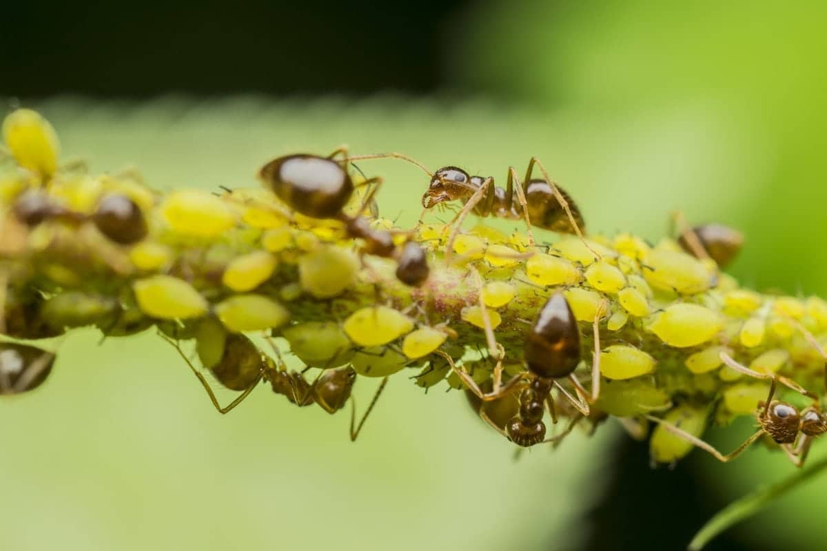 What are Argentine Ants and How to Get Rid of Them