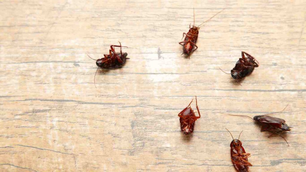 Why have cockroaches chosen your home