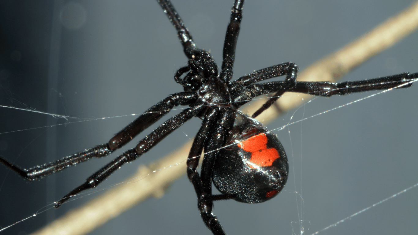 Black Widow Infestation Signs and Pest Control