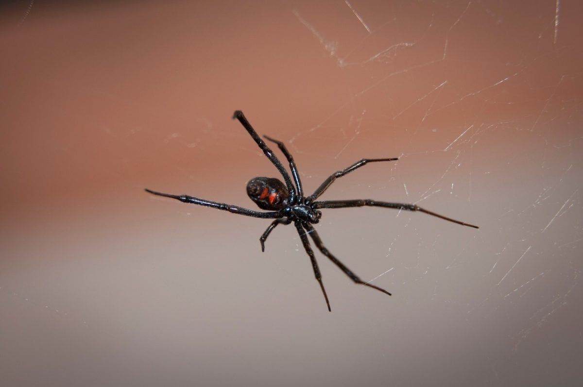 Common Types of Spiders in Sacramento, CA