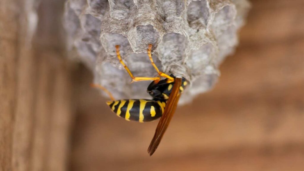 How To Get Rid Of Yellow Jacket Nest