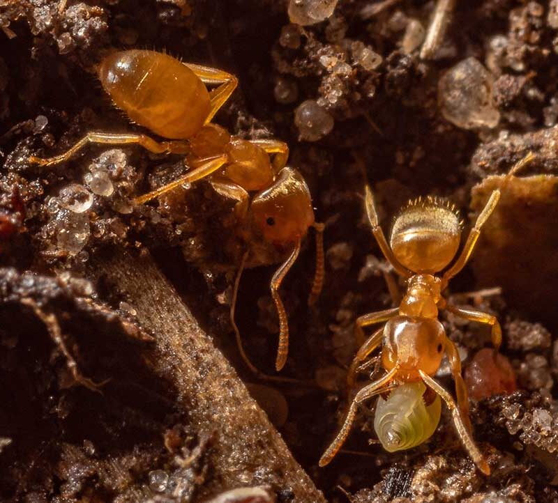 How to Get Rid of Pharaoh Ants for Good