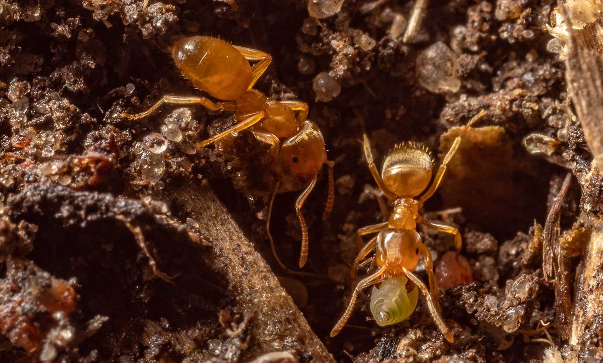 How to Get Rid of Pharaoh Ants for Good