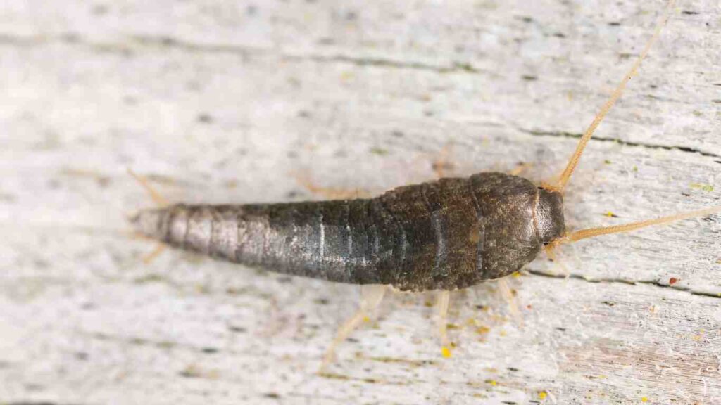 How to Get Rid of Silverfish in Your Home?