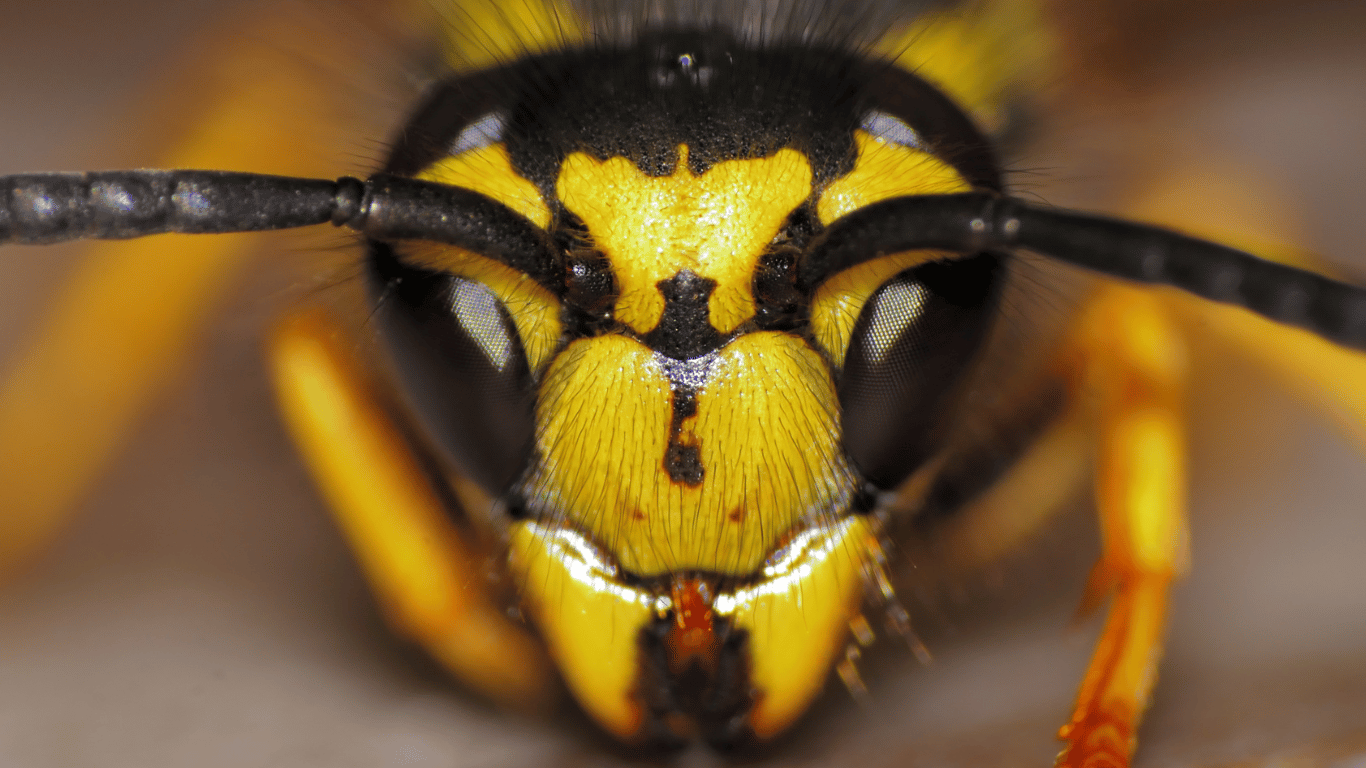 How to Identify and Get Rid of Yellow Jackets