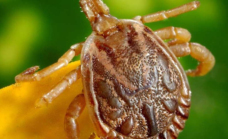 8 Interesting Facts About Ticks - Little-Known Facts about Ticks