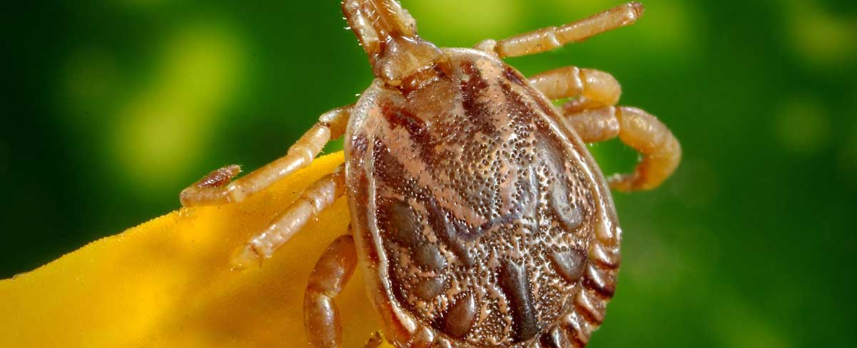 8 Interesting Facts About Ticks – Little-Known Facts about Ticks