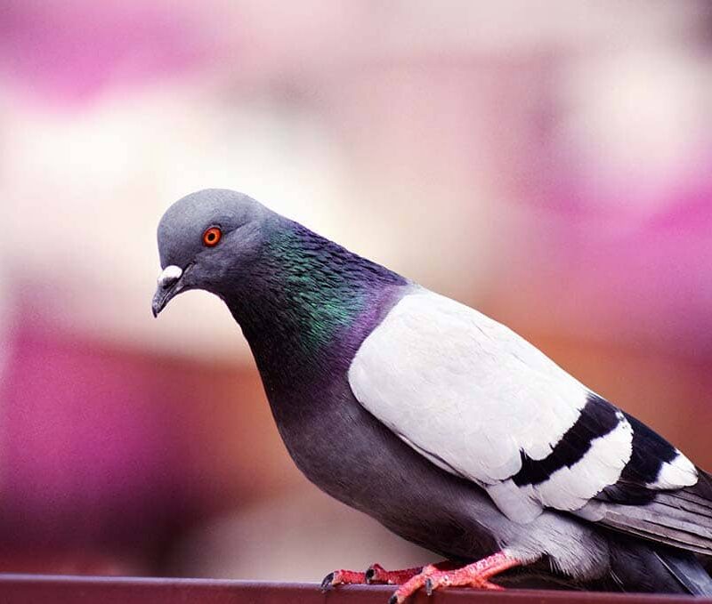 Pigeon Prevention Tips for Private Properties