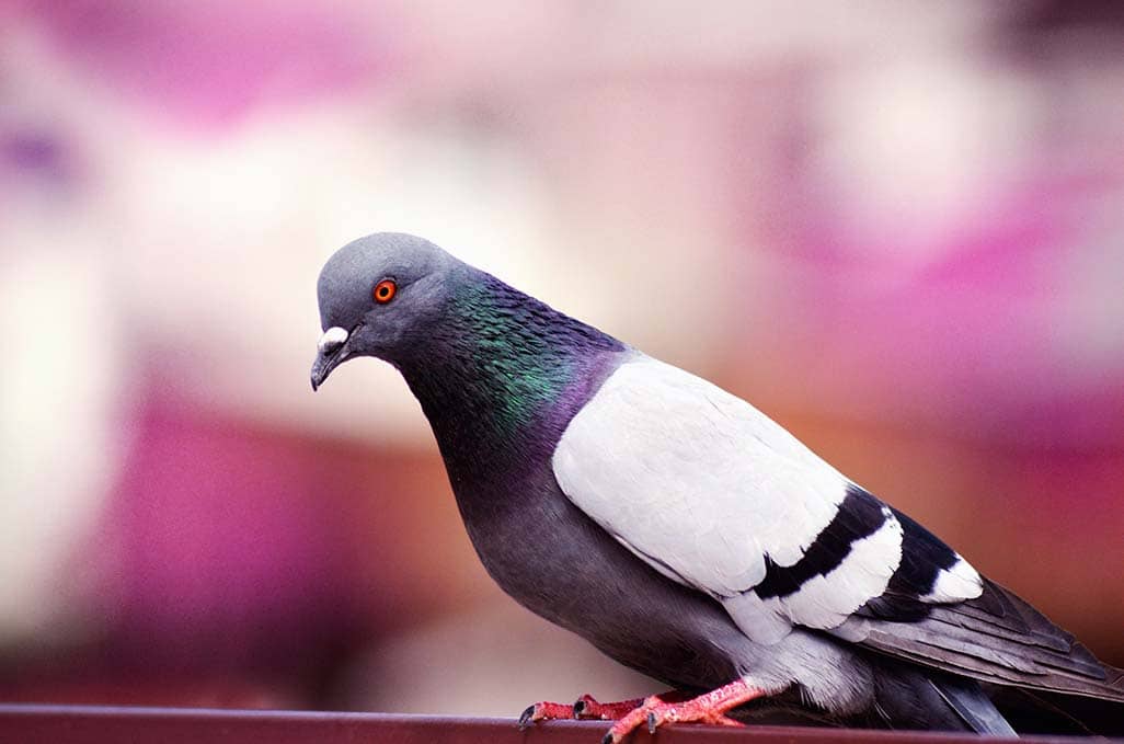 Pigeon Prevention Tips for Private Properties