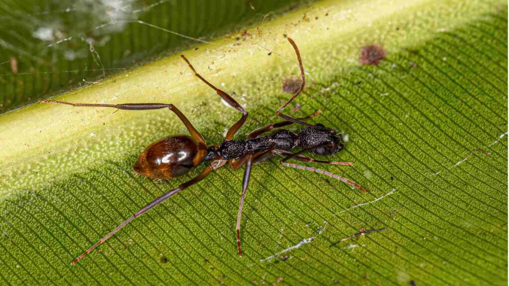 What Are Odorous House Ants