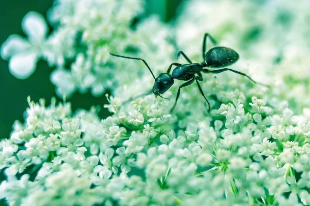 What Are Odorous House Ants and How do I Get Rid of Them