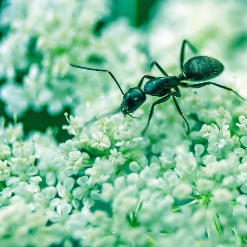 What Are Odorous House Ants and How do I Get Rid of Them