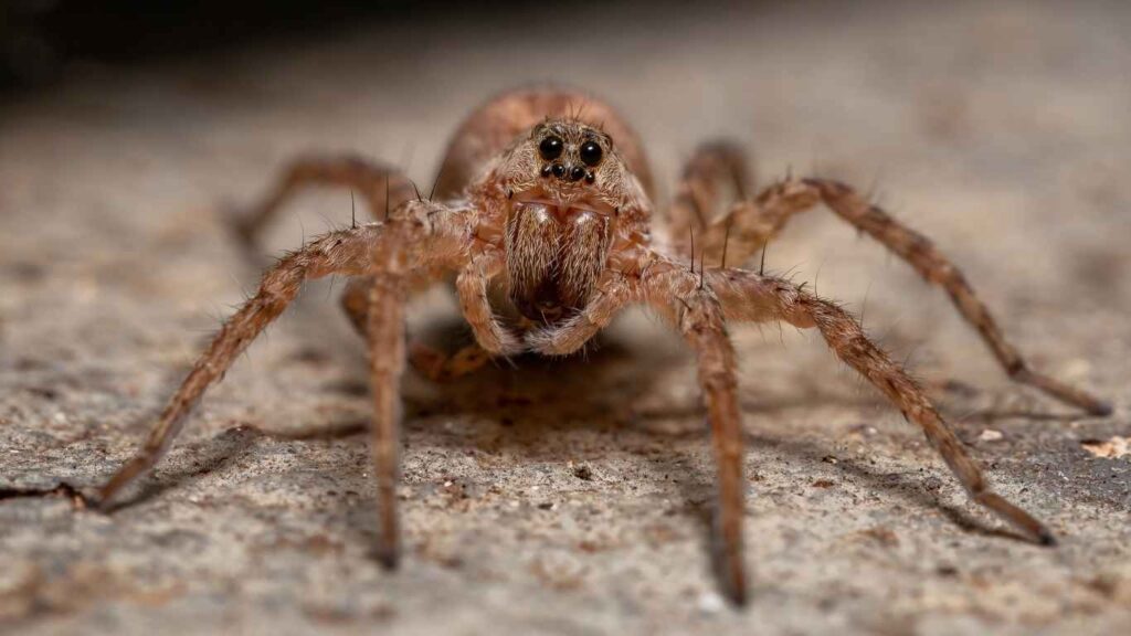 What Attracts Spiders in Your House