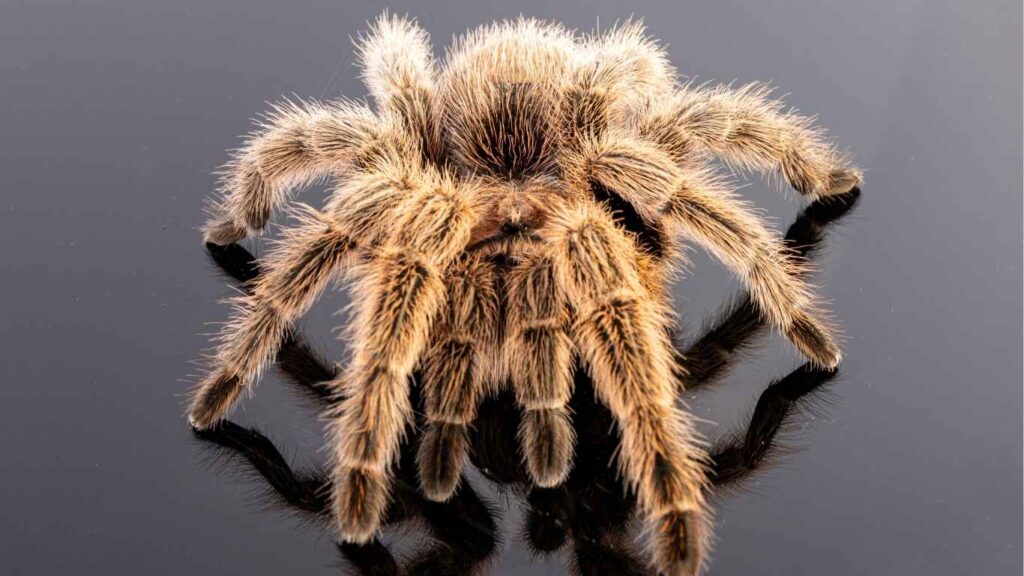 What are the Common Types of Spiders in Sacramento