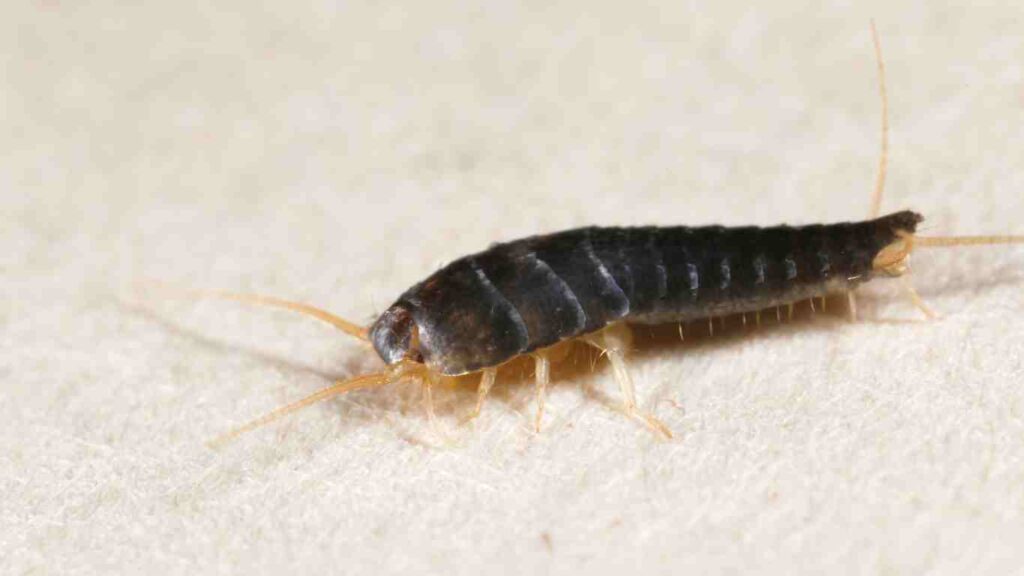 What are the signs of a Silverfish Infestation