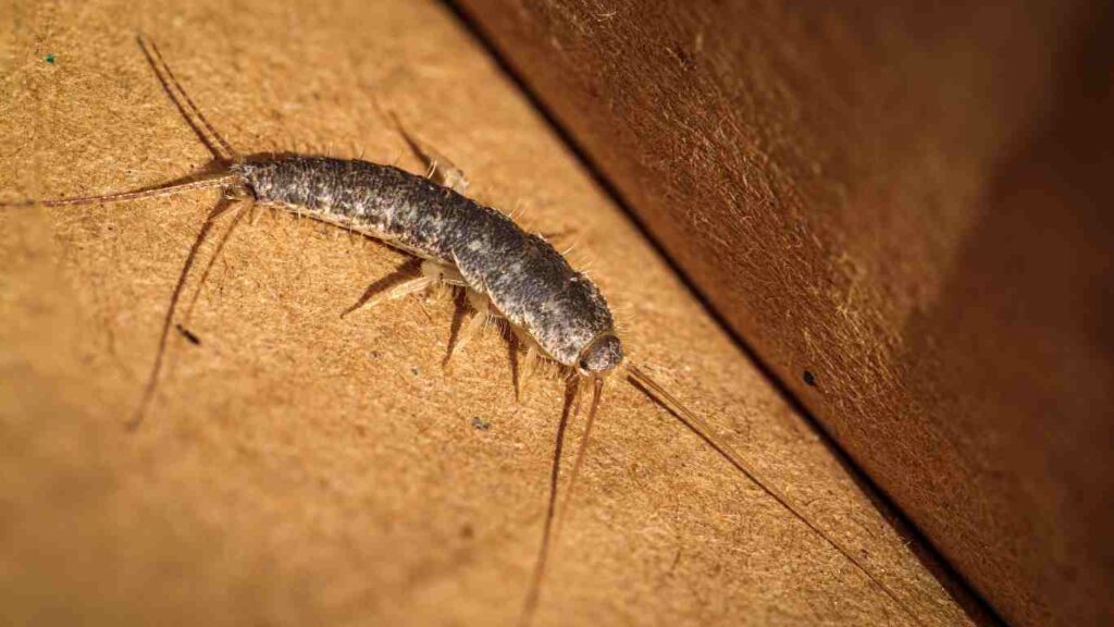 What is a Silverfish?