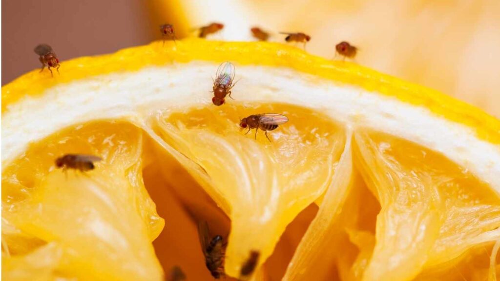 Difference Between Gnats and Fruit Flies