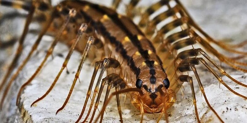 House Centipede Facts Bite Behavior