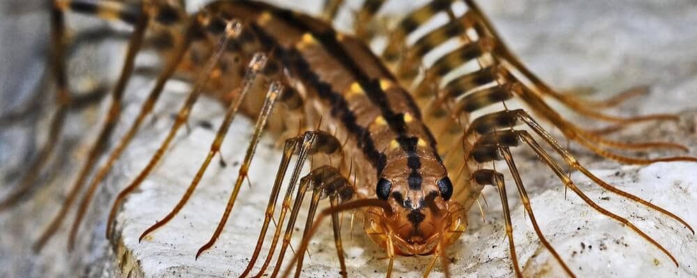 House Centipede Facts Bite Behavior