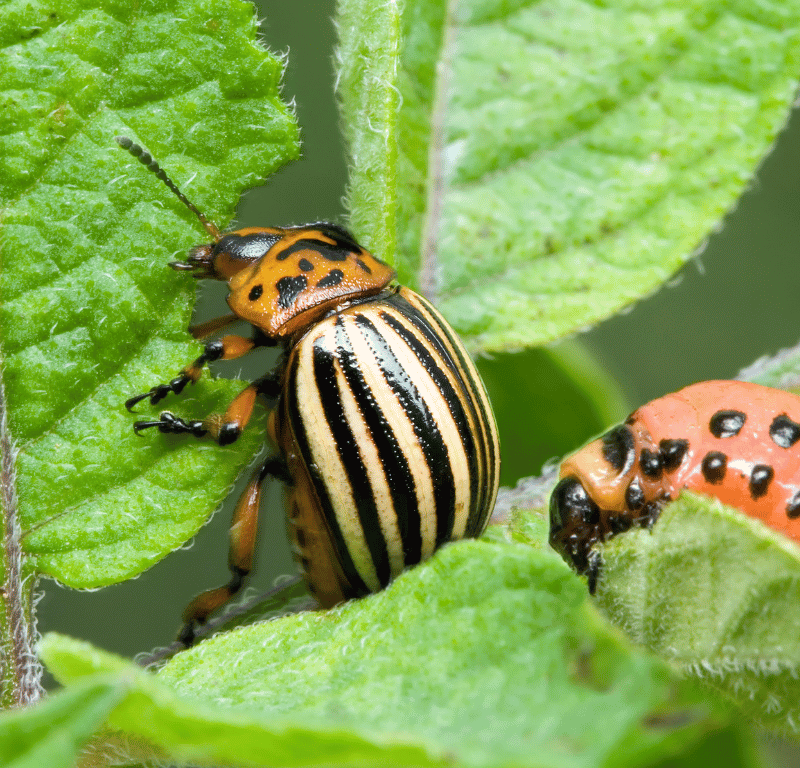 How To Get Rid Of Potato Beetles