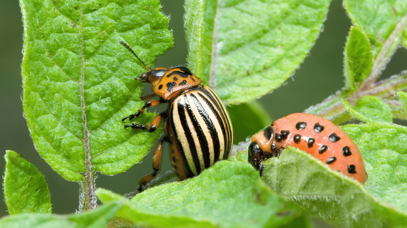 How To Get Rid Of Potato Beetles