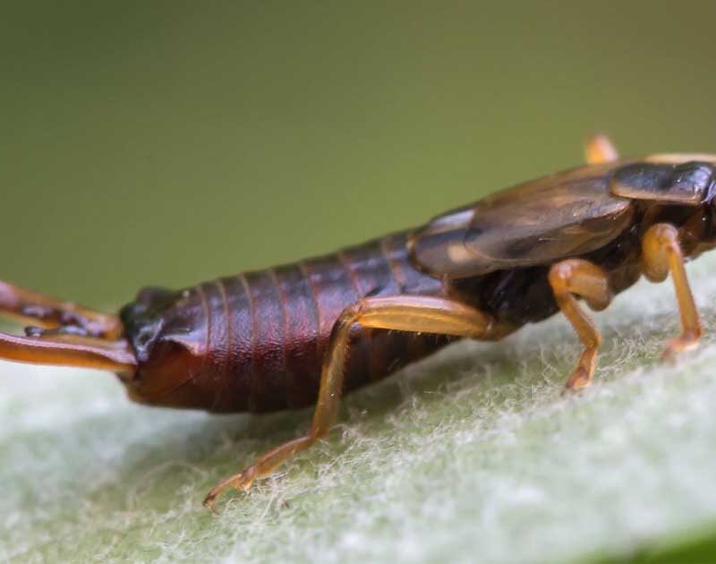 How to Identify and Get Rid of Earwigs