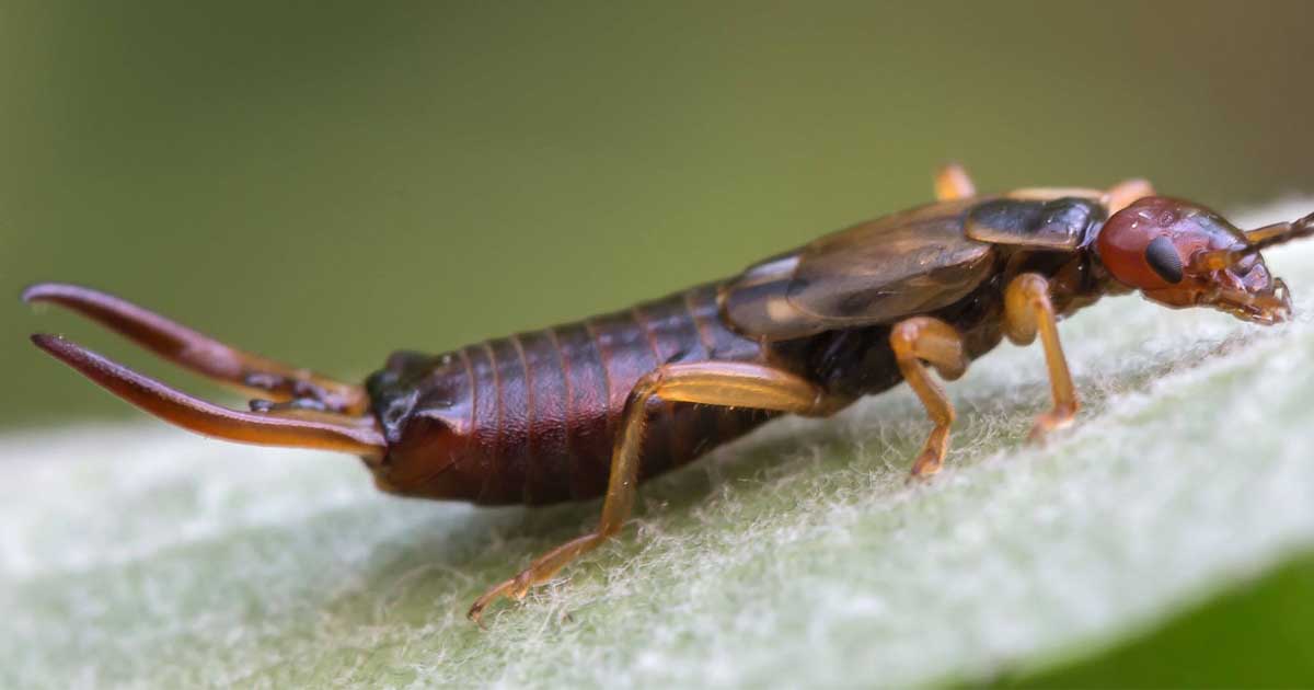 How to Identify and Get Rid of Earwigs