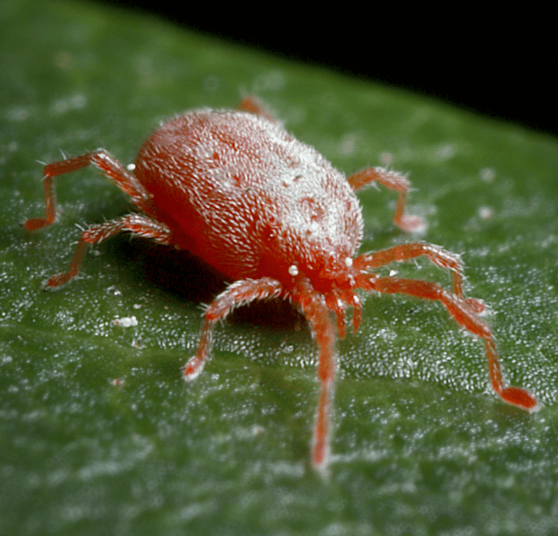 How To Identify and Get Rid Of Spider Mites